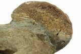 Cretaceous Fossil Ammonite (Sphenodiscus) - South Dakota #189350-3
